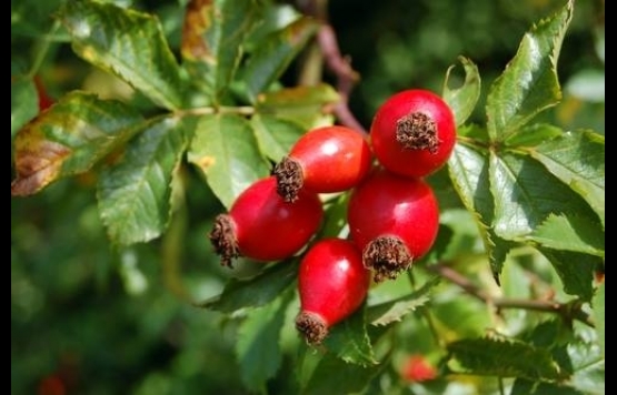 Yaşlanmayı Geciktiriyor!